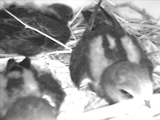 Nestlinge von Mauerseglern